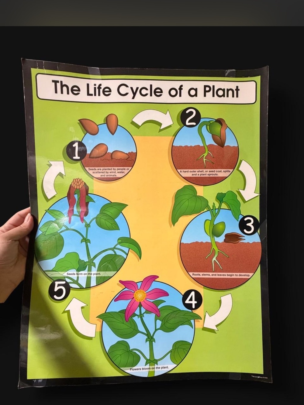 The Life Cycle of a Plant Educational Wall Poster